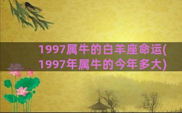 1997属牛的白羊座命运(1997年属牛的今年多大)